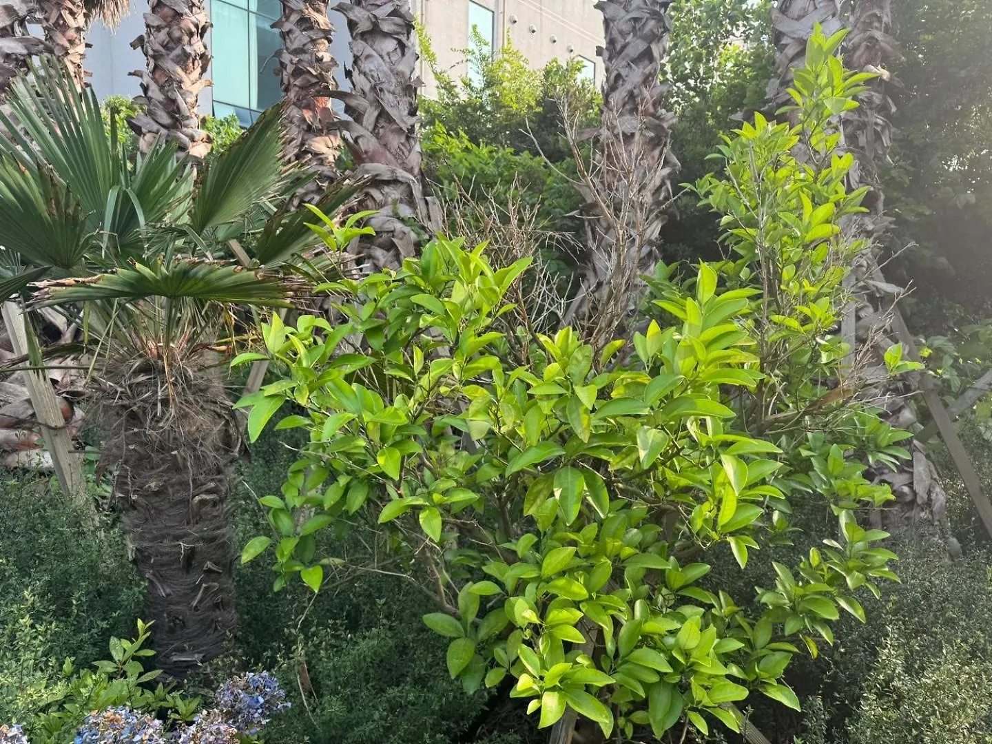 בית נופש Jeju Dodu Tropical Premium Pool Villa קוריאה הדרומית
